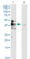 MAPK3 Antibody (monoclonal) (M02)